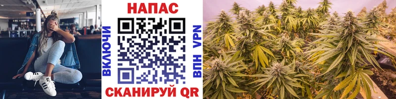 Канабис сатива  Купить закладки  Кяхта 